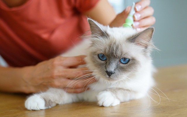 Eine Katze wird von einer Person sanft gehalten und bekommt Medizin aufgetragen.