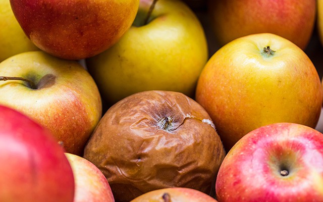 Mehrere frische Äpfel umgeben einen schrumpligen, braunen Apfel.