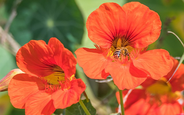 Eine Biene sitzt auf einer leuchtend orangefarbenen Blume.