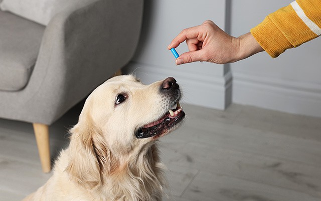 Ein Hund schaut auf eine Hand, die ein Medikament hält.