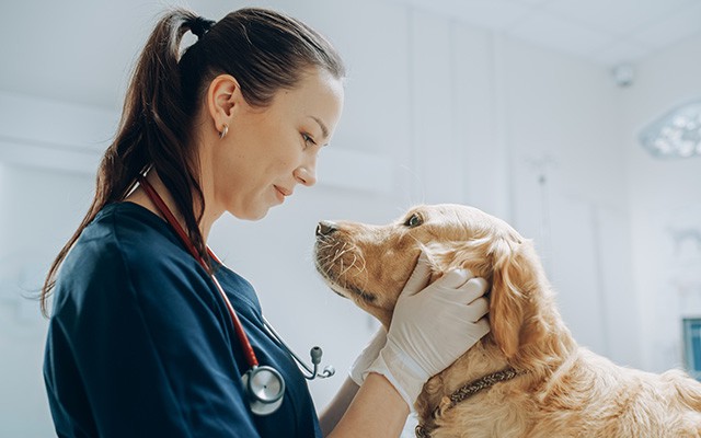 Tierärztin untersucht einen Hund liebevoll in einer Praxis.
