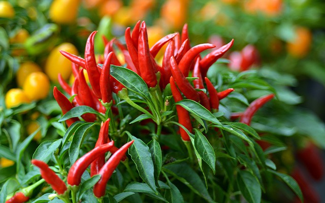 Rote Peperoni wachsen an einer Pflanze mit grünen Blättern.